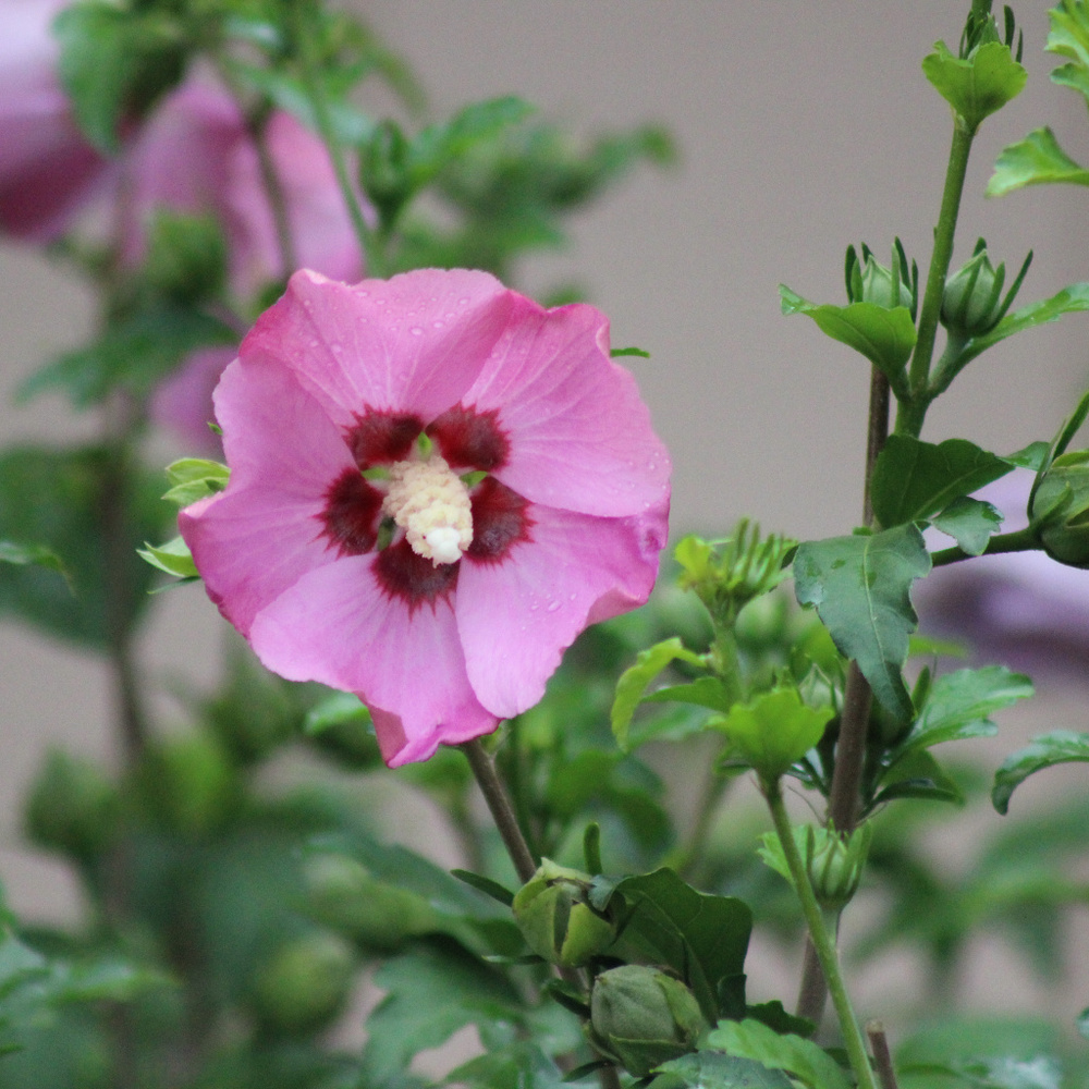 Rose of Sharon